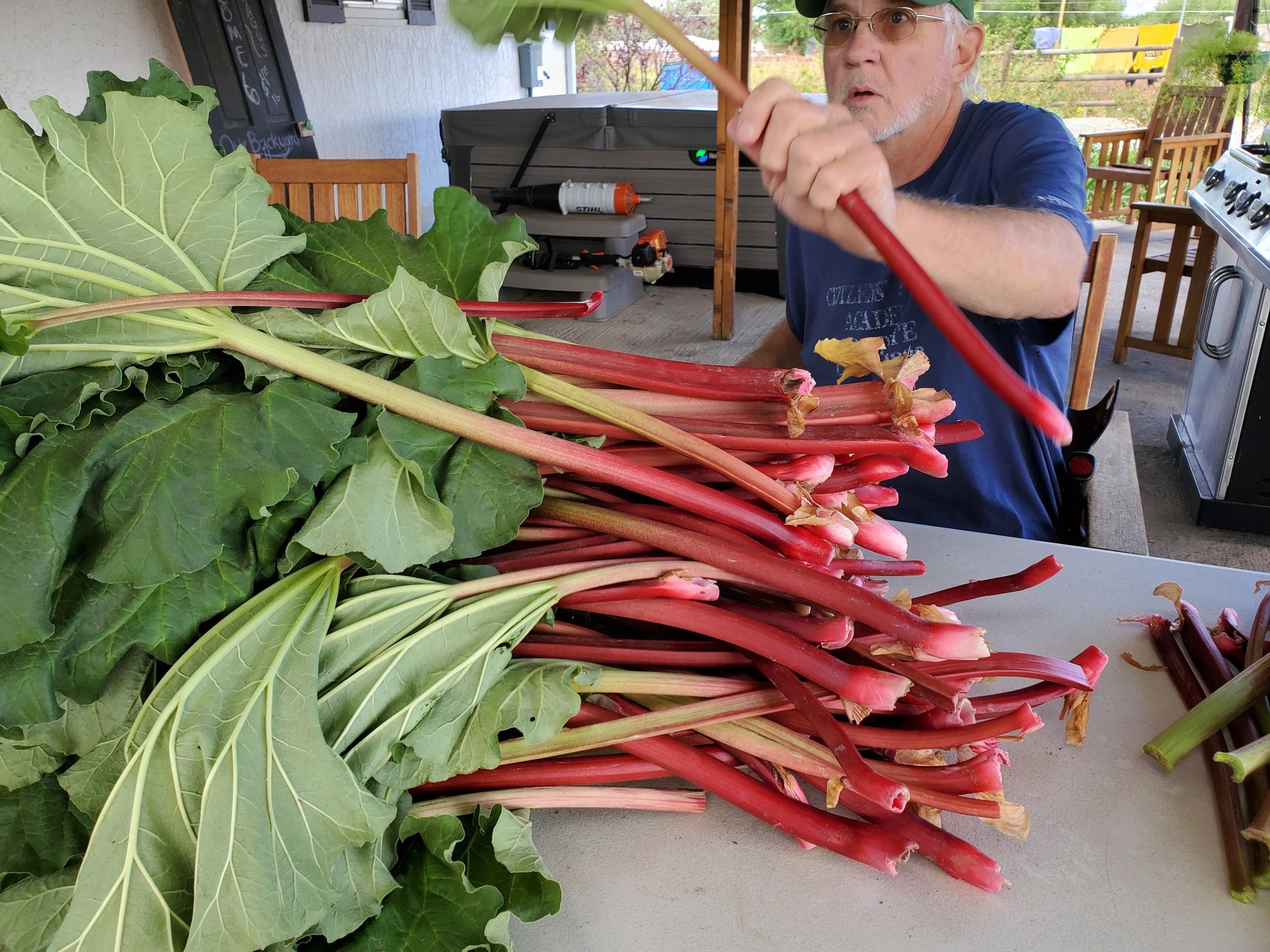 Rhubarb Season is Here Rhubarb Season is Here